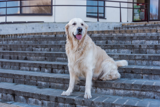 在拉脱维亚里加的楼梯上摆姿势的金毛猎犬图片下载