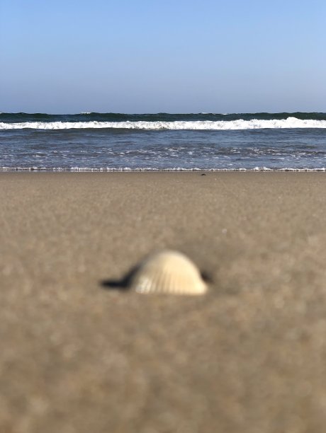 海滩上的贝壳让人惊叹图片下载