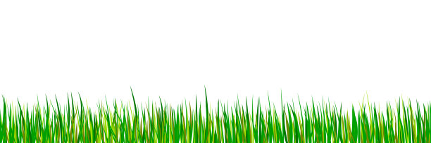 绿无缝草边。春季森林草甸孤立在白色的背景。夏天的风景。矢量插图。图片下载