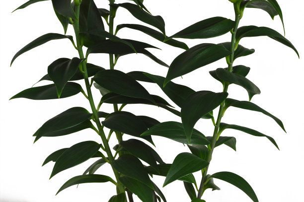 孤立在白色背景上的东方百合的绿叶图片下载