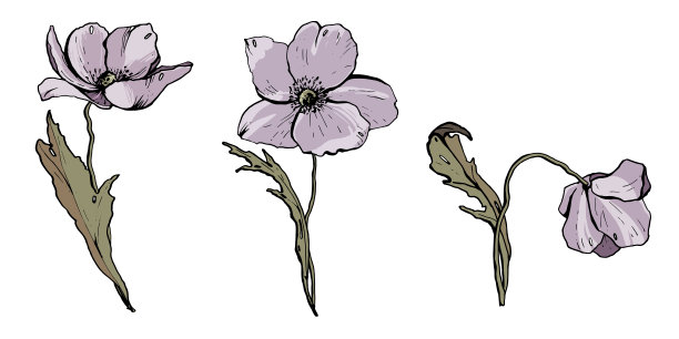 一组玫瑰花。孤立的白色背景。图片下载