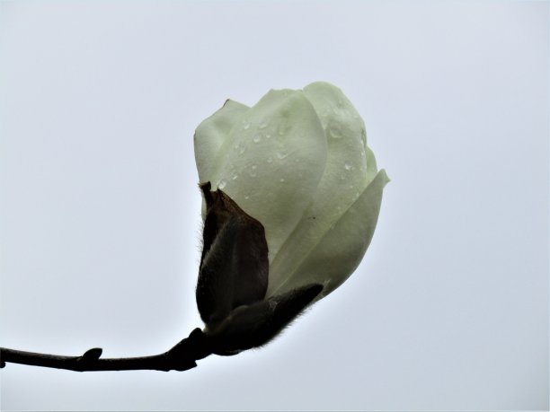 日本。3月。雨后的玉兰花。图片下载