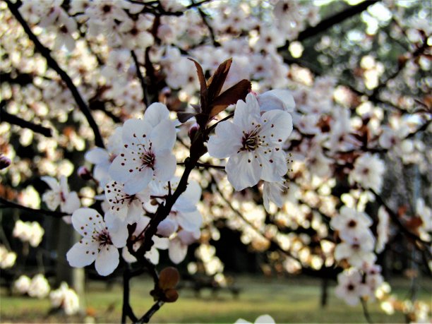 3月。日本。旭日初升，梅花绽放第一缕阳光。图片下载