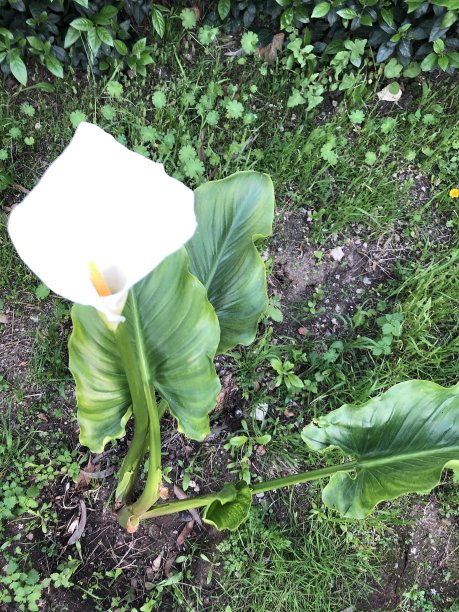 春天弹出她的美丽图片下载