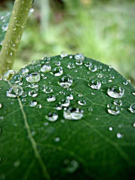 叶子上的水滴图片下载