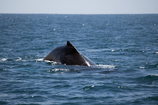 座头鲸的背鳍图片下载