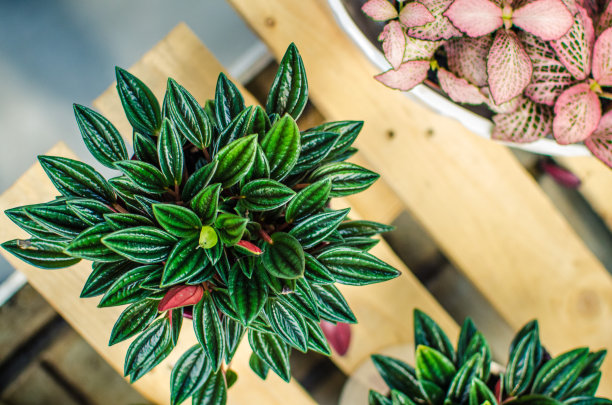 花朵美丽，色彩鲜艳，鲜嫩图片下载