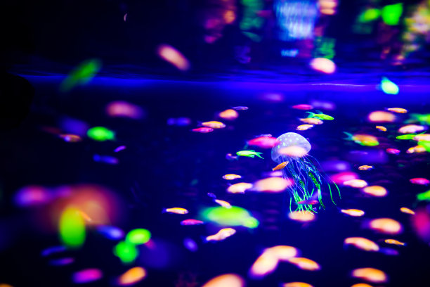 美丽的水母，水母在霓虹灯下与鱼儿嬉戏。水族馆里有蓝色的水母和很多鱼。用畜栏和海洋野生动物制作水族馆。海洋水母中的水下生物。图片下载
