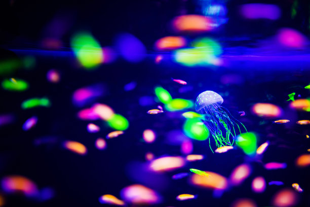 美丽的水母，水母在霓虹灯下与鱼儿嬉戏。水族馆里有蓝色的水母和很多鱼。用畜栏和海洋野生动物制作水族馆。海洋水母中的水下生物。图片下载