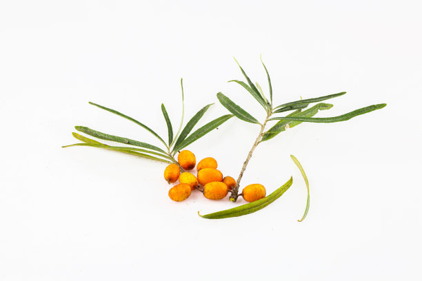 特写的橙色沙棘浆果和绿叶分开在白色的背景。维生素c的来源沙棘图片下载