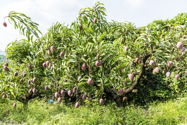 果园里有芒果树图片下载