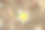 白色的秋天花从树上落在秋天花园花卉库存照片图像图片下载