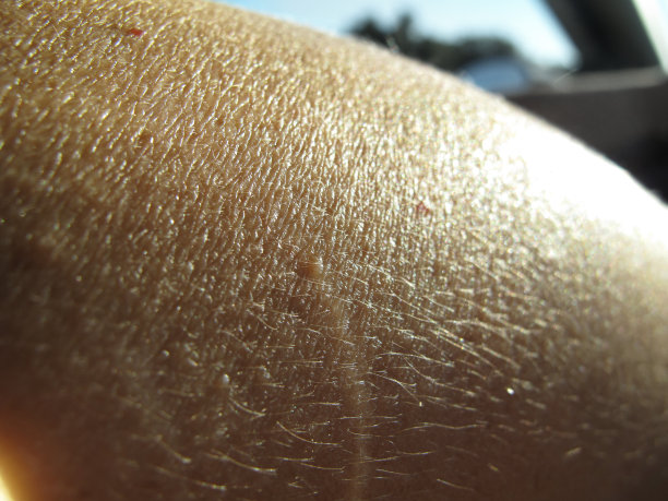 阳光照射的皮革纹理图片下载