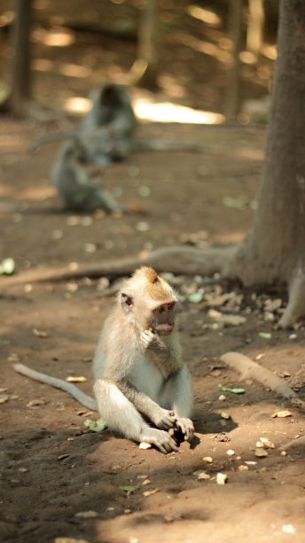 思维的猴子图片下载