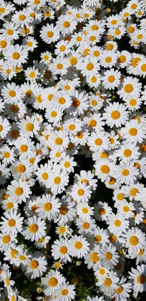 甘菊的花图片下载