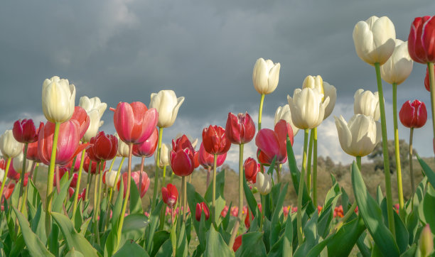 花园里的郁金香图片下载