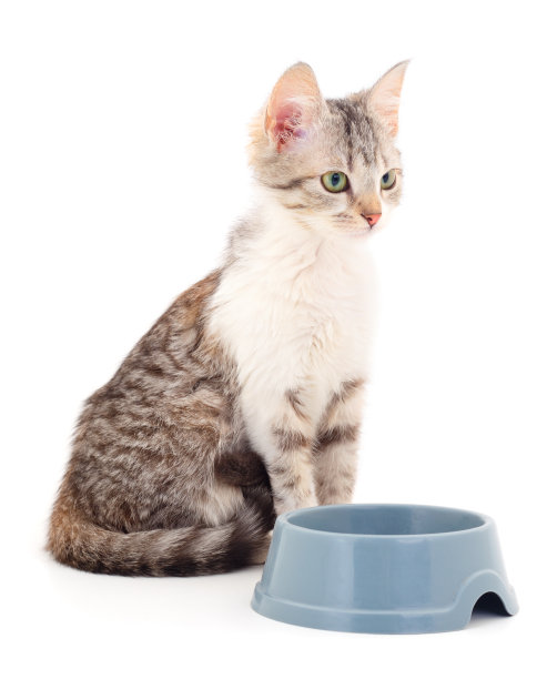 一只小灰猫从一只碗里吃东西。图片下载