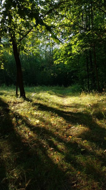夏日森林里落日的余晖图片下载