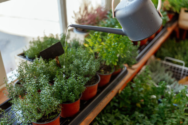 浇水壶在花店申请图片下载