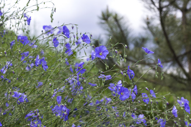 嫩蓝的亚麻花闭合。自然背景图片下载