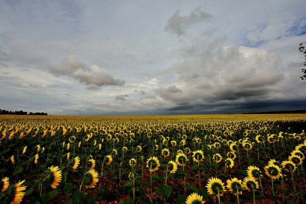 向日葵在云端图片下载