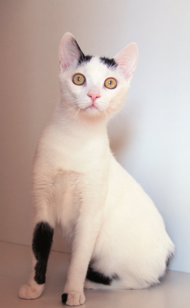 好奇的白猫全身图片下载