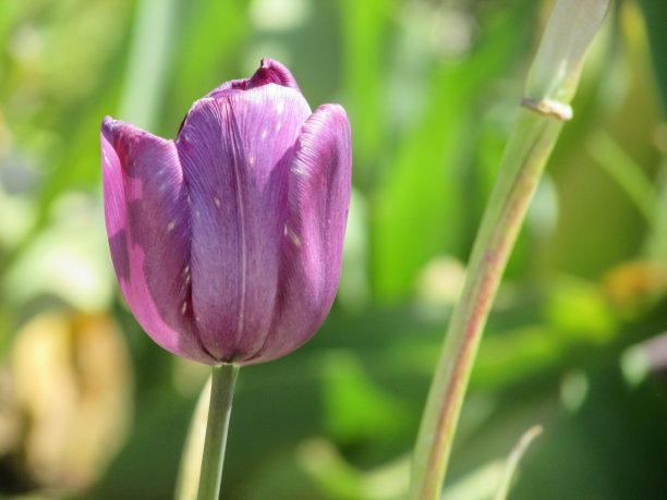 郁金香图片下载