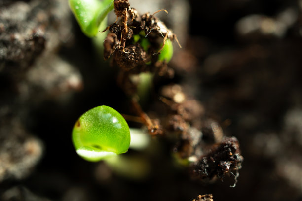 水滴在小的生长罗勒上，有选择性的聚焦，宏观。大自然的近距离美图片下载