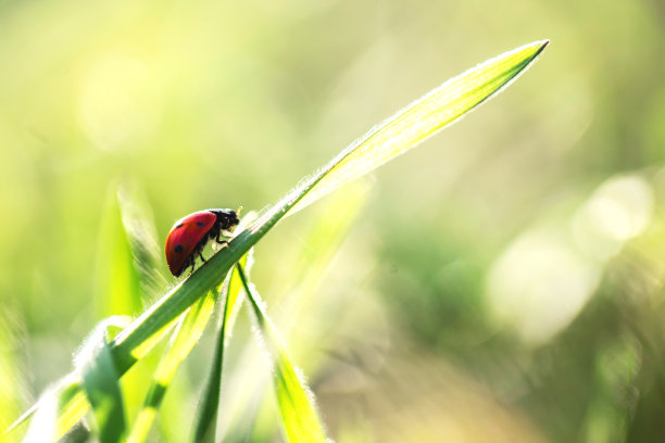 绿色的草在早晨素材图片