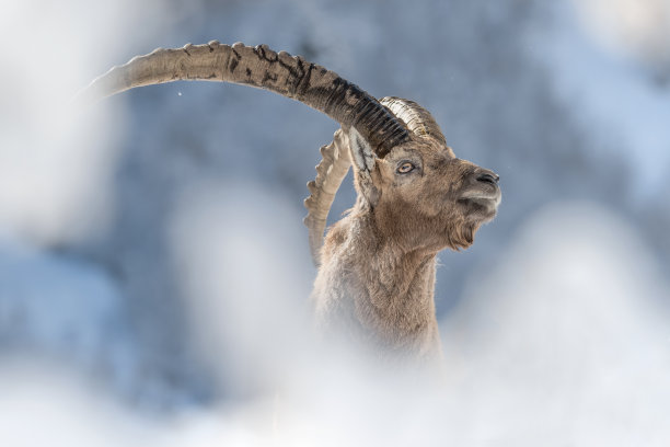 雪景下的阿尔卑斯山野山羊的精彩肖像(卡普拉野山羊)图片下载