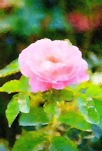 粉红色玫瑰花水彩画图片下载