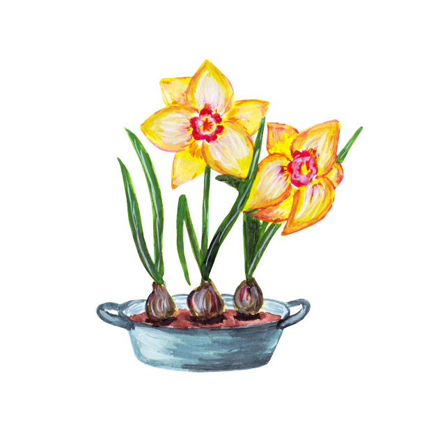 盛开的黄水仙，水仙花在球茎篮。图片下载