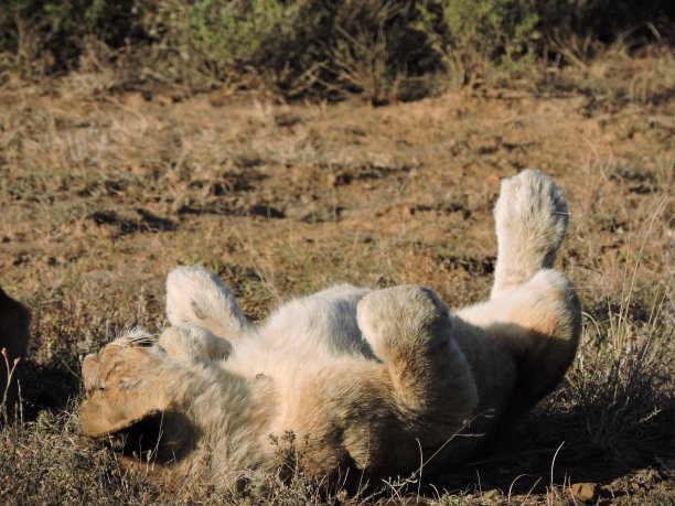 狮子在睡觉图片下载