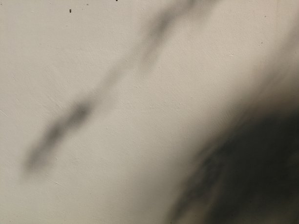 背景墙上的树影图片下载