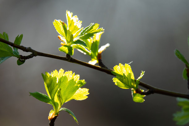 这是一张春天树木嫩叶的特写图片下载
