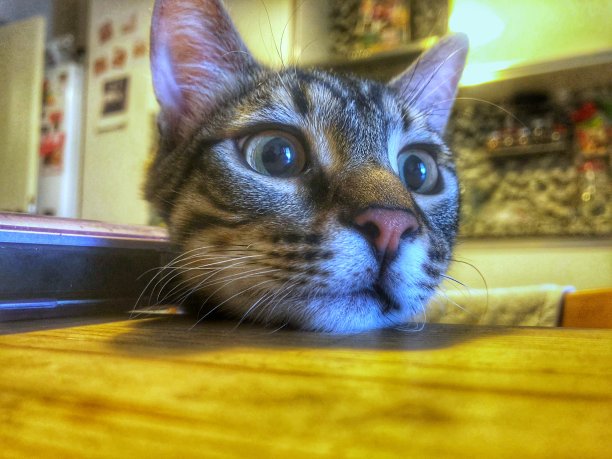 小猫在厨房爆头图片下载