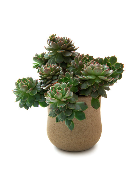 肉质植物在花盆中孤立在白色的背景上图片下载