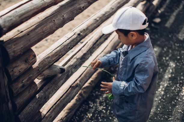 中国儿童在喂山羊图片下载