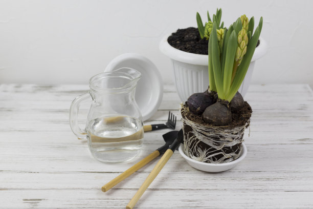 家庭花卉栽培。将风信子移植到花盆中，用园艺工具放在白色木桌上。有许多植物的现代室内图片下载