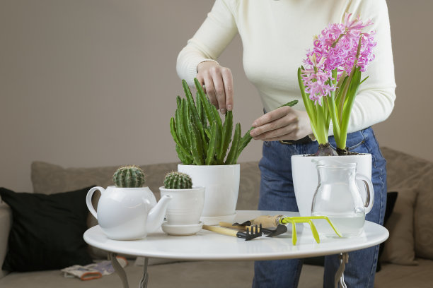 一名妇女在家用园艺工具将多肉植物移植到白色桌子上的花盆中。有许多植物的现代室内。花卉栽培图片下载