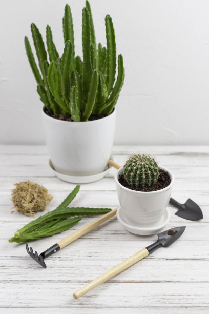 家庭花卉栽培。将植物移植到一个盆中，并在白色木桌上放置园艺工具。室内有许多植物图片下载