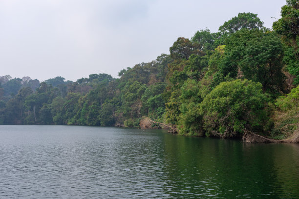 伊克劳姆湖的森林树木图片下载