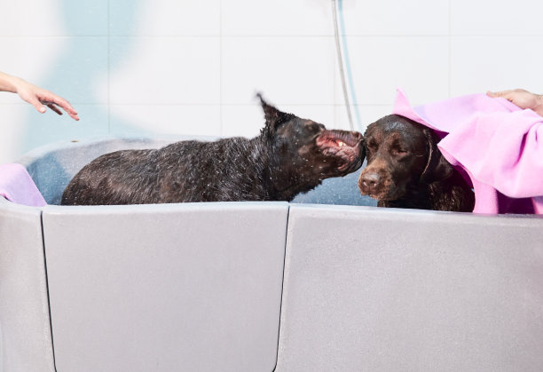 这是两只拉布拉多寻回犬在浴缸里的动作照片，其中一只在浴缸里摇水图片下载