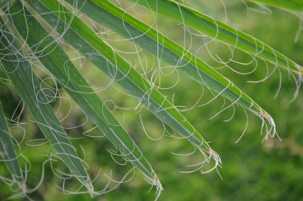 锯棕榈绿色棕榈叶特写图片下载