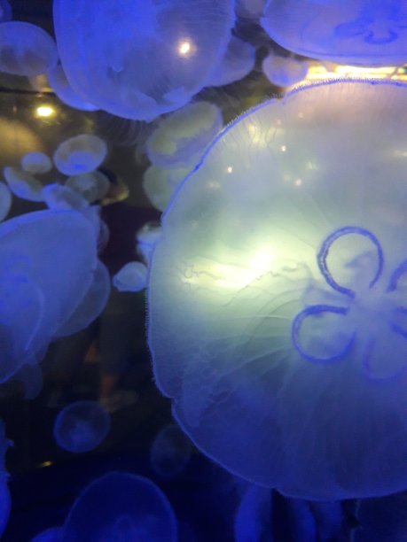 美杜莎图片下载