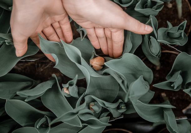 茂盛郁金香叶片的自然美丽背景图片下载