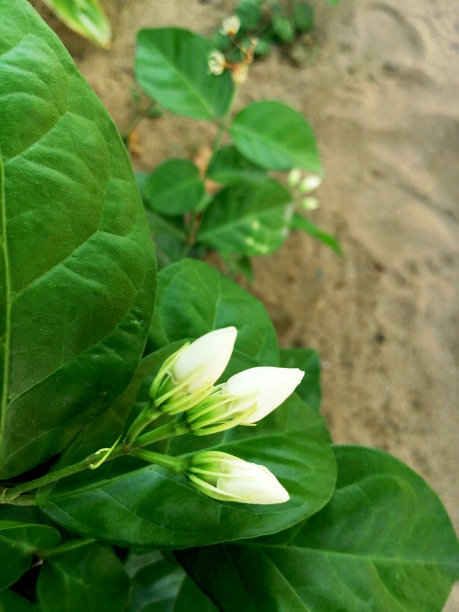 茉莉花(阿拉伯茉莉花)图片下载