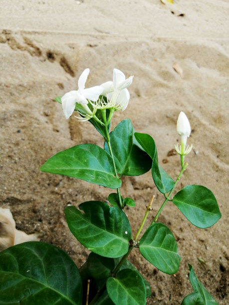 茉莉花(阿拉伯茉莉花)图片下载