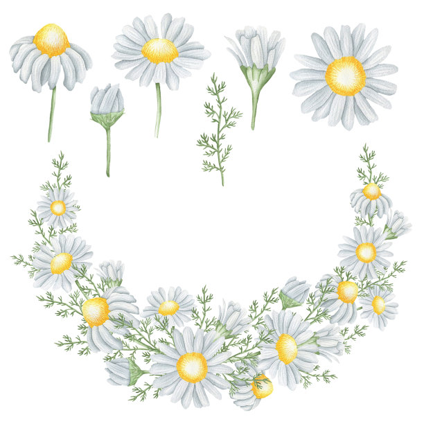 一套甘菊和花环。jpg图片下载