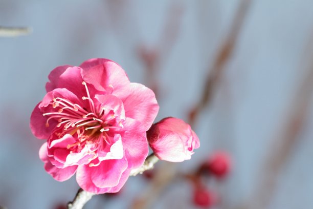 梅园里的梅图片下载